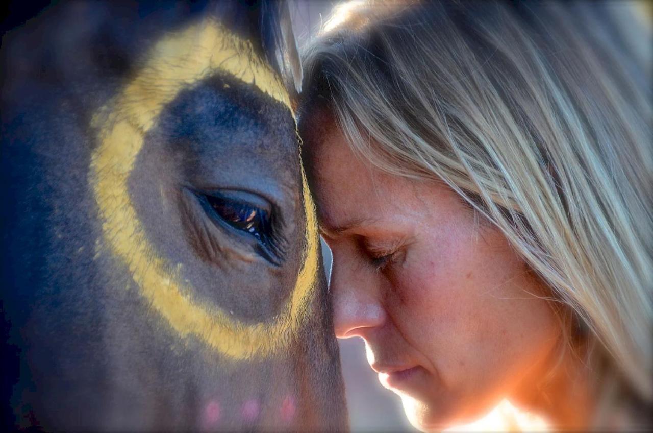 The Mountain Lion - Horses Sedona'S Most Loved מראה חיצוני תמונה